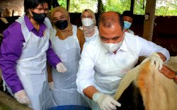 Dimulai Dari Jatim, Hari ini Kementan Vaksinasi PMK Secara Nasional