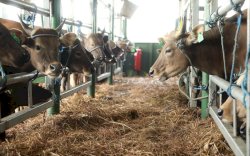 Jaga Stok Jelang Iduladha, Pemerintah Atur Lalu Lintas Ternak Selama Wabah PMK