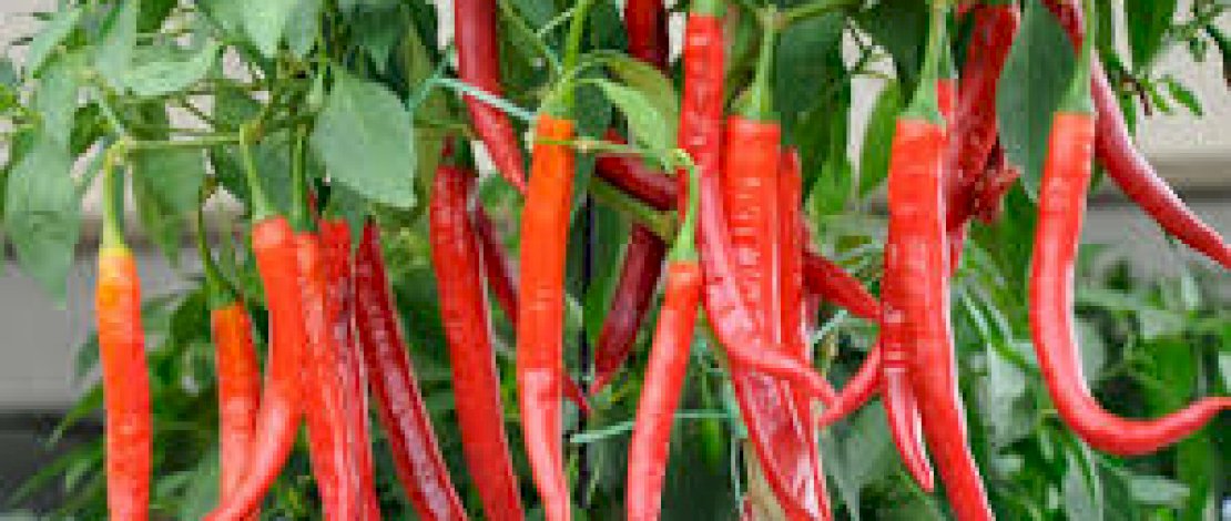 Cabe-cabean Jadi Biang Kerok Inflasi Di Indonesia