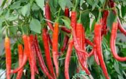 Cabe-cabean Jadi Biang Kerok Inflasi Di Indonesia