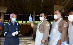 Mentan SYL Vaksinasi PMK Perdana di Jawa Tengah