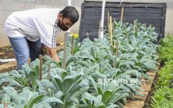 Kementan Dorong Korporatisasi Pertanian Berbasis Pesantren