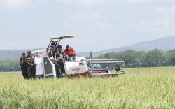 Peringati HKP, Mentan SYL Panen Padi dan Tanam Kedelai di Kabupaten Sukoharjo