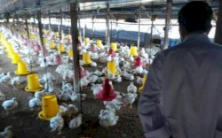 Indonesia Siap Ekspor Unggas dan Produknya ke Singapura