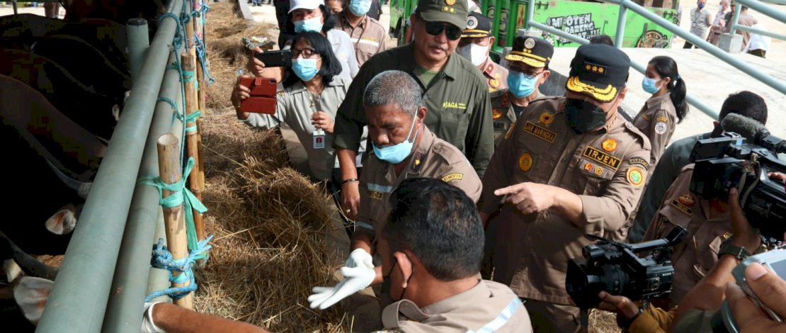 Inspektur Jenderal Kementan, Jan Samuel Maringka, saat ikut memantau pengecekan hewan di Kupang, NTT. 