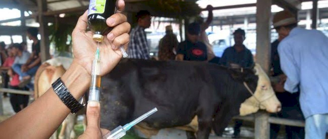 Gawat, Gara-gara Anggaran Tak Kunjung Cair, 2,2 Juta Dosis Vaksin PMK Belum Didistribusikan Gawat, Gara-gara Anggaran Tak Kunjung Cair, 2,2 Juta Dosis Vaksin PMK Belum Didistribusikan