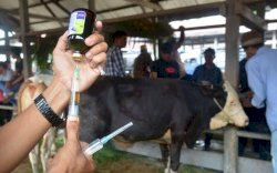 Gawat, Gara-gara Anggaran Tak Kunjung Cair, 2,2 Juta Dosis Vaksin PMK Belum Didistribusikan