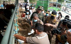 Hasil Lab BBVeteriner Maros Pastikan Kematian Sapi di Sulsel Negatif Antraks