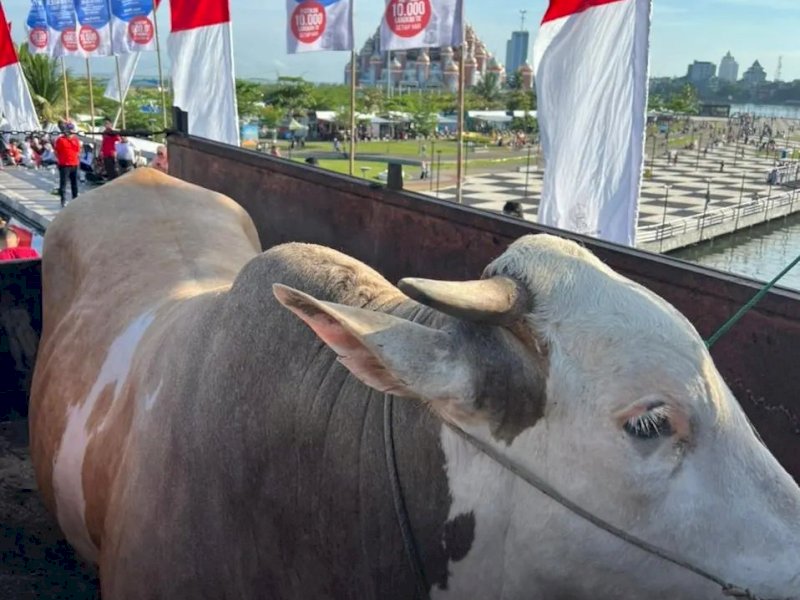 Dapat Sumbangan Sapi 1,4 Ton dari Warga Soppeng, Andi Sudirman Jadikan Hewan Qurban Untuk Fakir Miskin