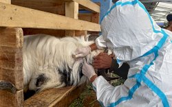 Dalam Dua Hari, Vaksinasi PMK Tembus 58 Ribu Dosis