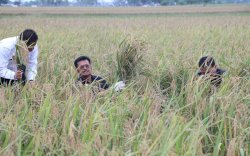 Jaga Produksi Padi, Akademisi Faperta Paparkan Solusi Atasi Penyakit Blas