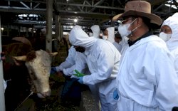 Mentan Monitor Penanganan PMK di Sumedang