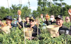 Panen Raya Cabe di Sumedang, Mentan SYL Tegaskan Ketersediaan Cukup
