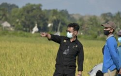 Wakil Bupati Subang: Produksi Padi Dibawah SYL Terus Meningkat