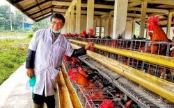 Singapura Setujui Indonesia Pasok Ayam dan Produknya