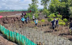 Jaga Kelestarian Kawasan Pesisir, 38 Ribu Batang Mangrove Ditanam di Bone