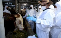 Kementan Pastikan Kembali Penanganan PMK Dilakukan Maksimal