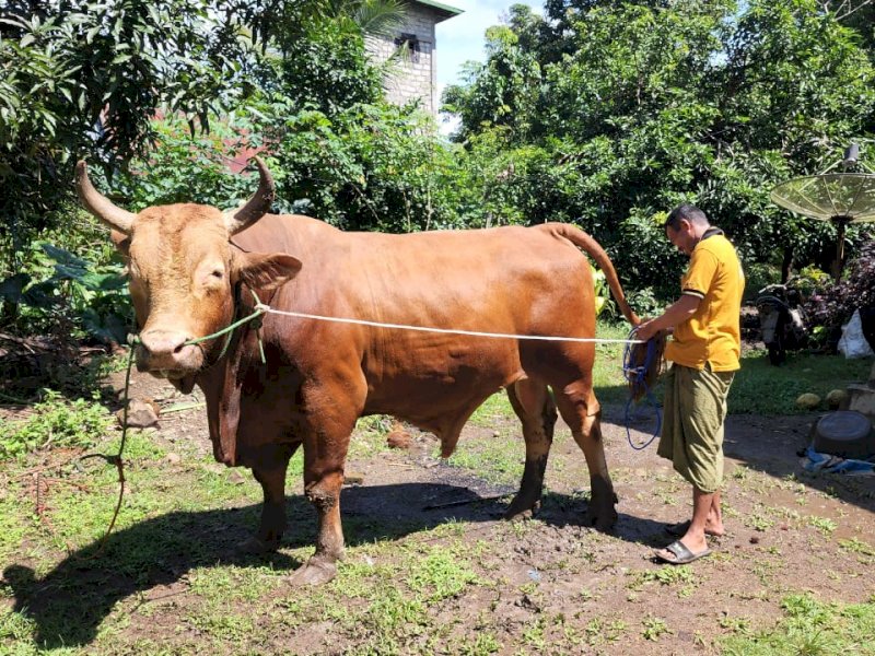 Presiden Jokowi Beli Sapi di Bone, Beratnya 1,1 Ton