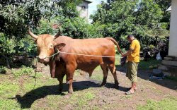 Presiden Jokowi Beli Sapi di Bone, Beratnya 1,1 Ton