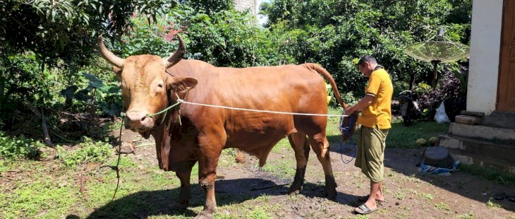 Presiden Jokowi Beli Sapi di Bone, Beratnya 1,1 Ton
