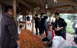 Harga Cabai Turun, Pedagang Sebut Karena Pasokan Melimpah