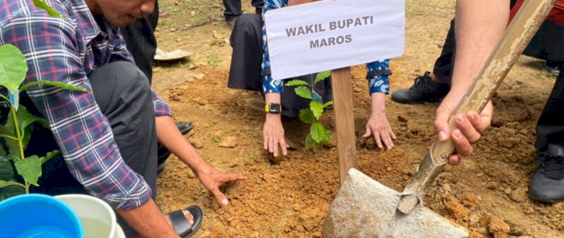 Bagi-bagi Bibit, Wakil Bupati Berupaya Hadirkan Kota Kopi di Maros
