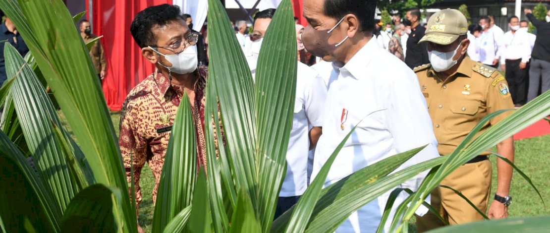 Menteri Pertanian Syahrul Yasin Limpo bergerak cepat menindaklanjuti arahan Presiden Joko Widodo untuk mengembangkan dan menyebarkan benih kelapa genjah varietas pandan wangi Sumatera Utara.
