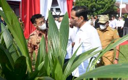 Tindak Lanjuti Arahan Presiden, Mentan SYL Targetkan Produksi 1 Juta Benih Kelapa