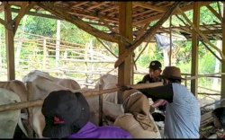 Jelang Idul Adha, Kementan Turunkan Tim Pemantau Hewan Kurban