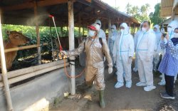 Mentan Pastikan Pengawasan PMK di Bali