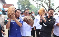 Dari Takalar, Mentan SYL Lepas Ekspor Porang ke Cina