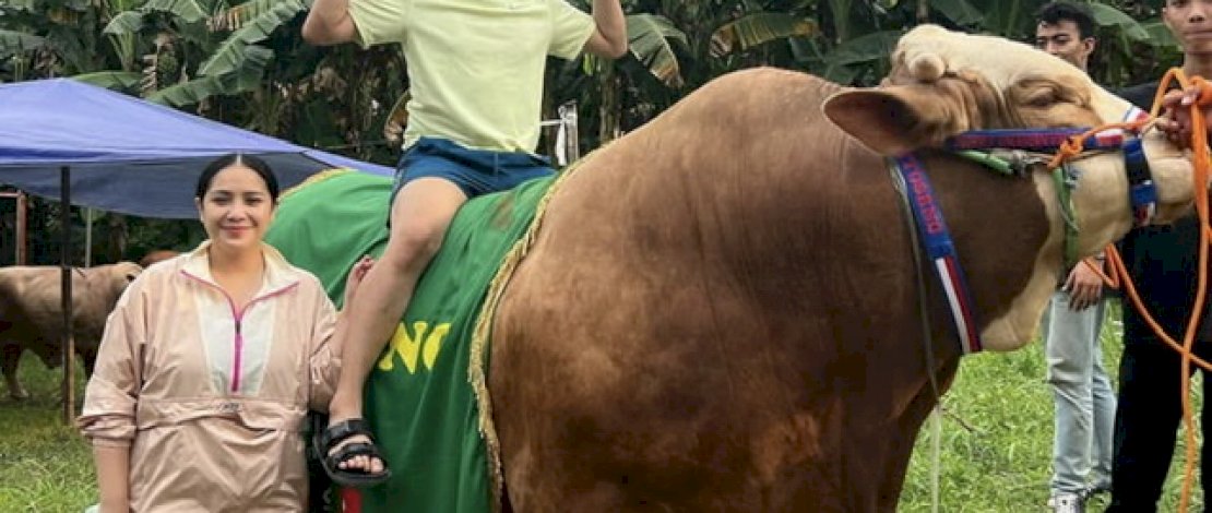 Raffi Ahmad memamerkan Sapi Jumbonya di media sosial Instagramnya.