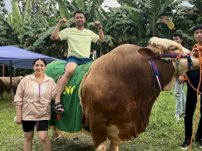 Rayakan Idul Adha, Raffi Ahmad Kurban Sapi Segede Gajah