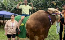 Rayakan Idul Adha, Raffi Ahmad Kurban Sapi Segede Gajah