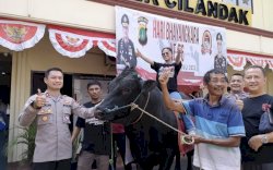 Polsek Cilandak Terima Sapi Kurban Dewi Perssik, Bobotnya 1,1 Ton