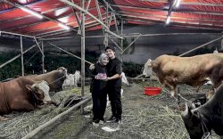 Aurel Hermansyah Dapat Kejutan Ulang Tahun di Kandang Sapi, Atta Halilintar: Semerbak Waginya