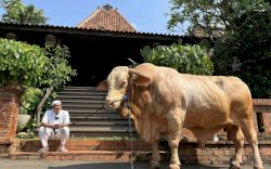 Sebelum Disembelih, Irfan Hakim Beri Perlakuan Istimewa ke Wisanggeni