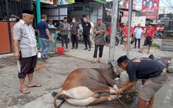 PDI Perjuangan Sulsel Kurban 177 Hewan, ARW: Mari Bersuka ria atas datangnya Hari Raya Idul Adha
