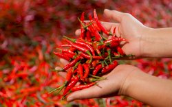 Harga Cabai Makin Pedas, Partai Gelora Beri Solusi Cara Mengatasinya 