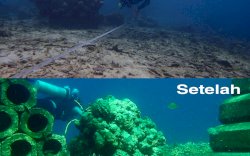 DKP Rehabilitasi Terumbu Karang Pulau Salebbo