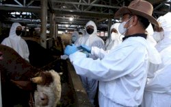 Pelaksanaan Vaksinasi PMK Terbukti Efektif