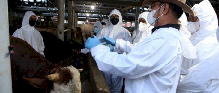 Pelaksanaan Vaksinasi PMK Terbukti Efektif