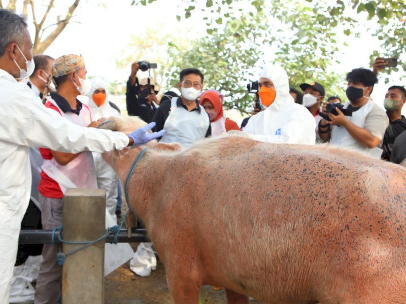 Wujudkan Jateng Zero PMK, Mentan SYL Tinjau Vaksinasi di Grobogan