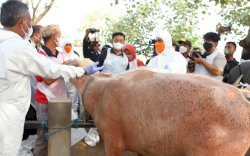 Wujudkan Jateng Zero PMK, Mentan SYL Tinjau Vaksinasi di Grobogan