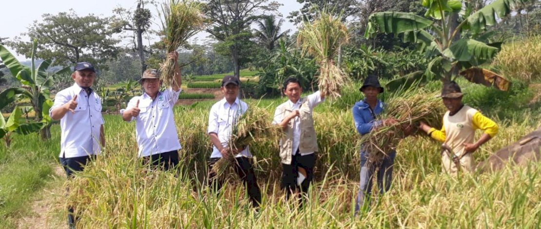 Produksi padi di Kabupaten Purwakarta pada musim gadu (musim kemarau I) yang berlangsung pada Bulan Juli dan Agustus 2022 dipastikan menuai hasil yang tinggi. Produksi padi di Kabupaten Purwakarta pada musim gadu (musim kemarau I) yang berlangsung pada Bulan Juli dan Agustus 2022 dipastikan menuai hasil yang tinggi.