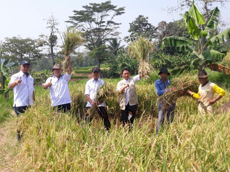 Musim Tanam Gadu 12 Ribu Hektar, Purwakarta Optimistis Perkuat Stok Beras Nasional
