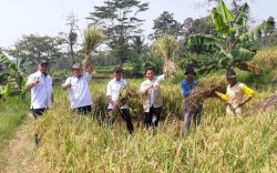 Musim Tanam Gadu 12 Ribu Hektar, Purwakarta Optimistis Perkuat Stok Beras Nasional