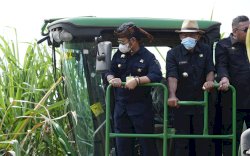 Lima Strategi Kementan Tingkatkan Produksi Gula Konsumsi Nasional