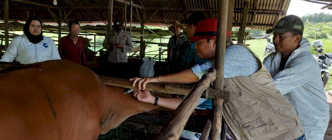 Kasus PMK di Indonesia semakin menurun.