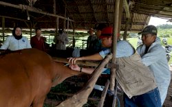 Kasus PMK Kian Menurun di Sejumlah Wilayah di Indonesia